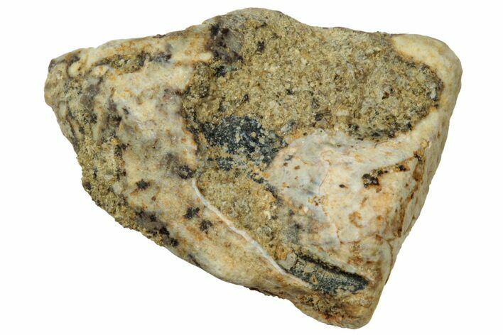Fossil Dinosaur (Triceratops) Shed Tooth - Wyoming #323969